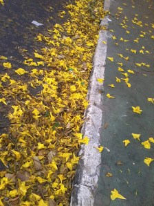 Tapete de primavera em Beagá - SE