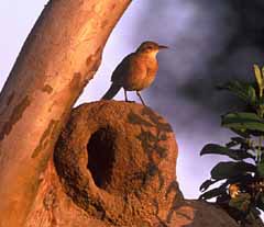 A casa do joão-de-barro é um dos instrumentos usados para previsões - Foto capturada na Internet