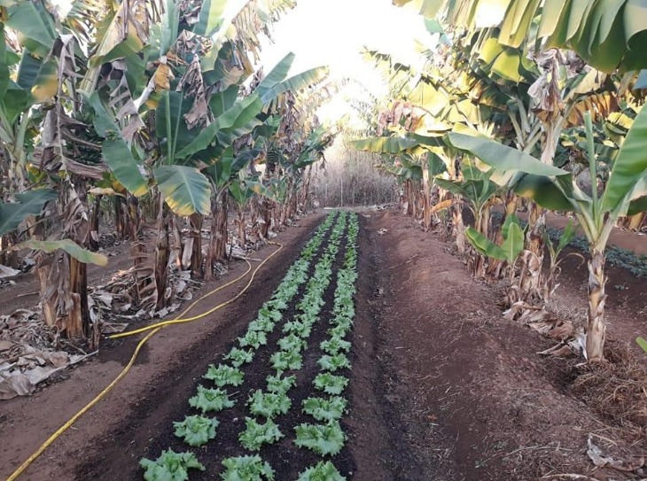 horta no quilombo campo grande - mg